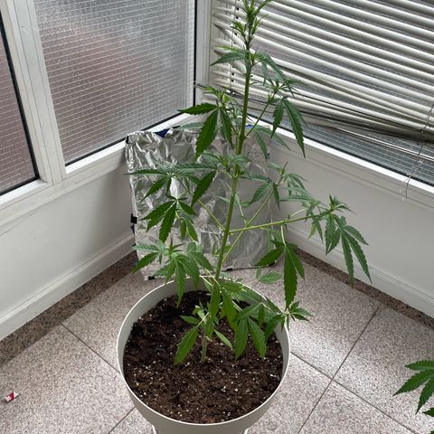 Auto Blueberry growlog timeline photo