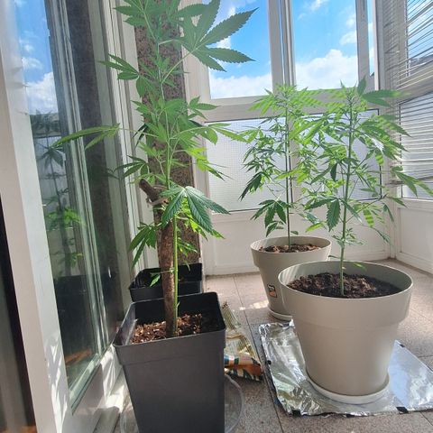 Auto Blueberry growlog timeline photo