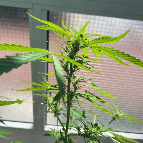 Auto Blueberry growlog timeline photo
