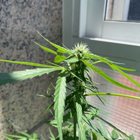 Auto Blueberry growlog timeline photo