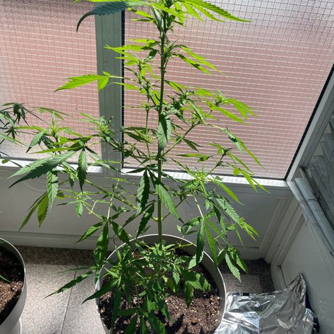 Auto Blueberry growlog timeline photo