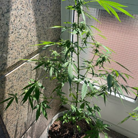 Auto Blueberry growlog timeline photo