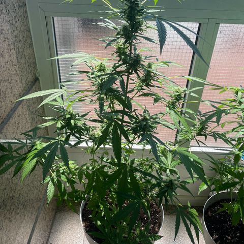 Auto Blueberry growlog timeline photo