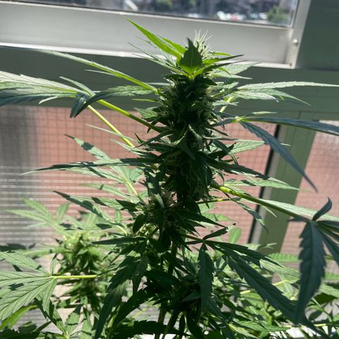 Auto Blueberry growlog timeline photo