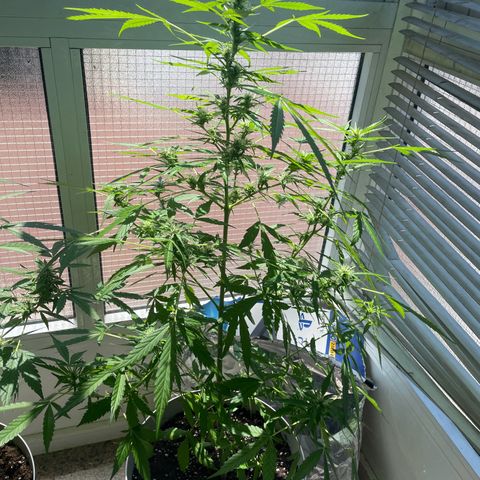 Auto Blueberry growlog timeline photo