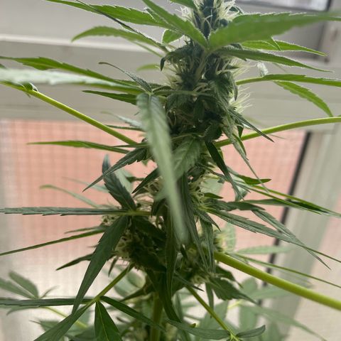Auto Blueberry growlog timeline photo