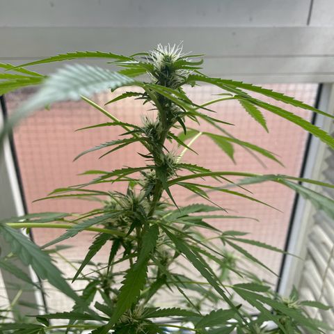 Auto Blueberry growlog timeline photo