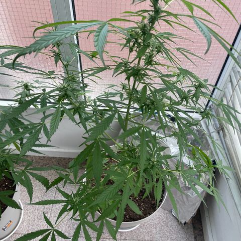 Auto Blueberry growlog timeline photo