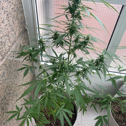 Auto Blueberry growlog timeline photo