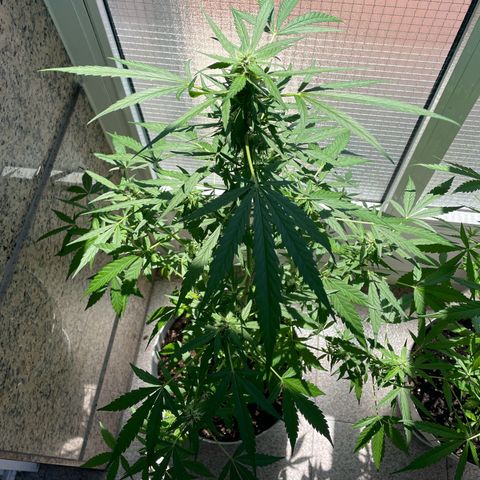Auto Blueberry growlog timeline photo