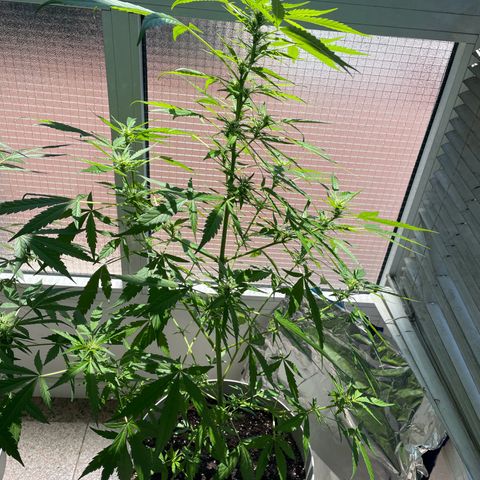Auto Blueberry growlog timeline photo