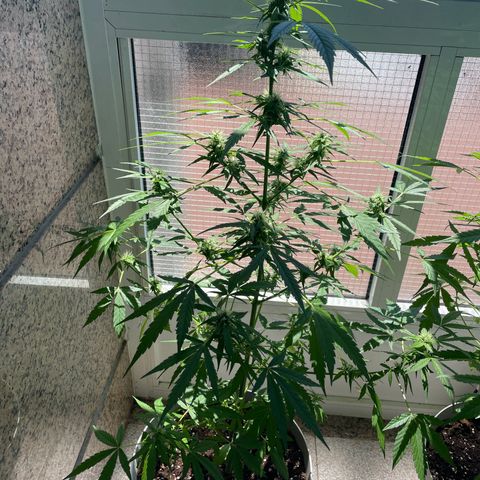 Auto Blueberry growlog timeline photo
