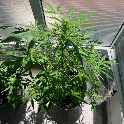 Auto Blueberry growlog timeline photo