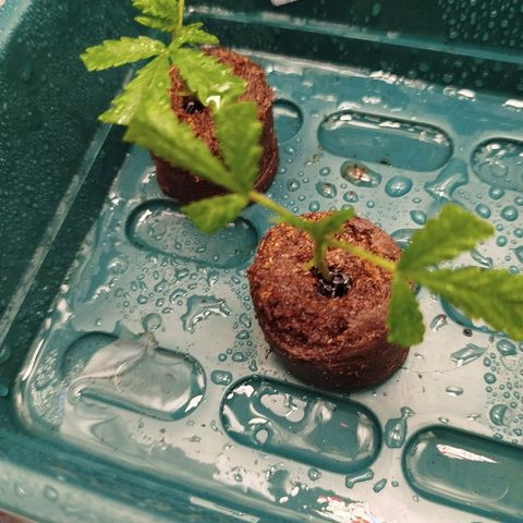 White widow & Bubble Gum  growlog timeline photo