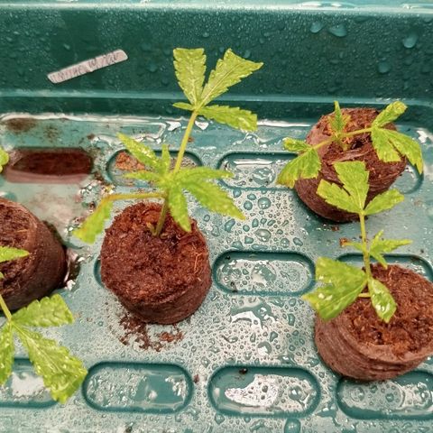 White widow & Bubble Gum  growlog timeline photo