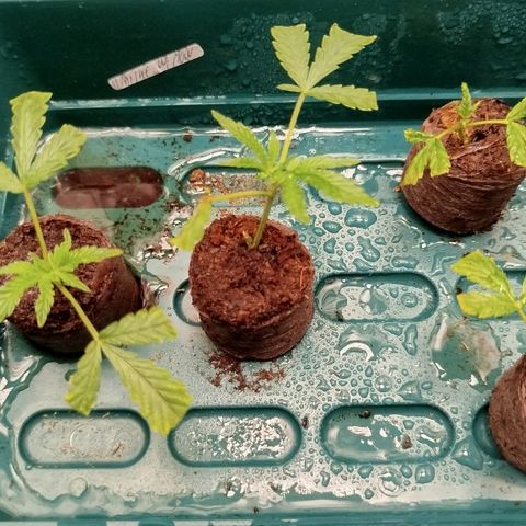 White widow & Bubble Gum  growlog timeline photo