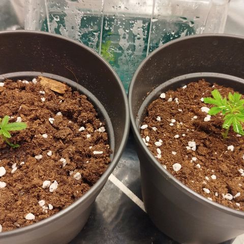White widow & Bubble Gum  growlog timeline photo
