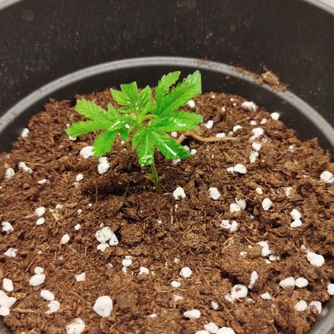 White widow & Bubble Gum  growlog timeline photo