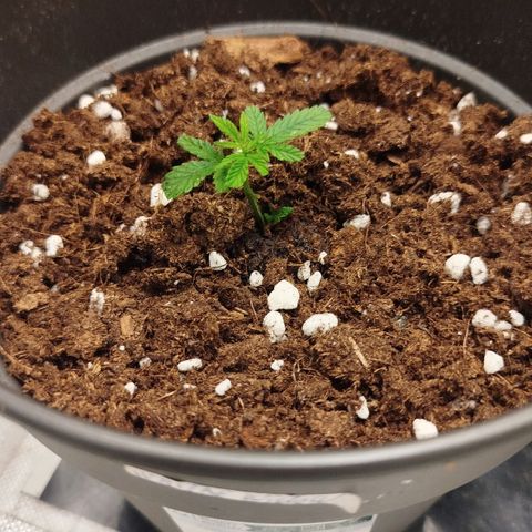 White widow & Bubble Gum  growlog timeline photo
