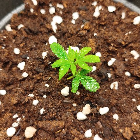 White widow & Bubble Gum  growlog timeline photo