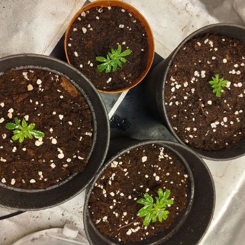 White widow & Bubble Gum  growlog timeline photo