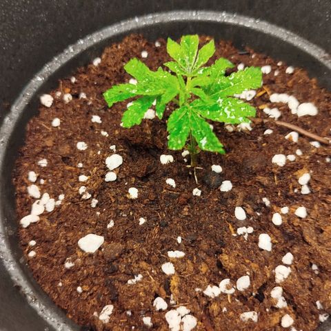 White widow & Bubble Gum  growlog timeline photo