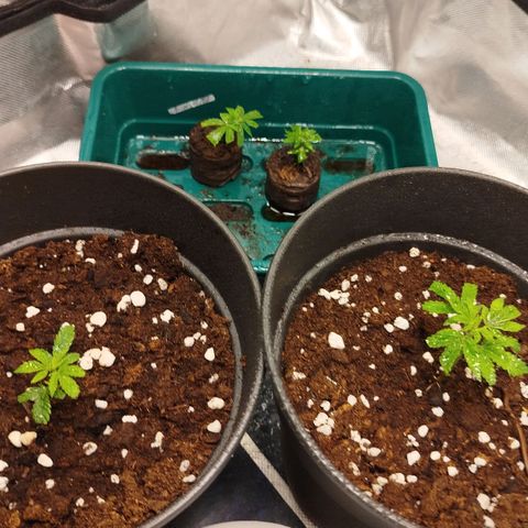 White widow & Bubble Gum  growlog timeline photo