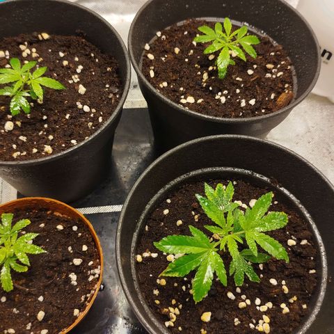 White widow & Bubble Gum  growlog timeline photo