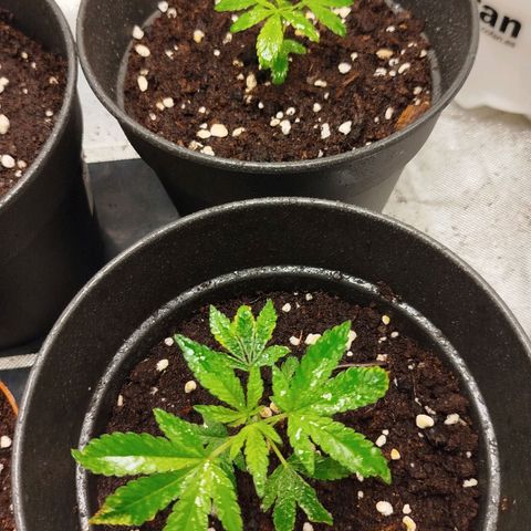 White widow & Bubble Gum  growlog timeline photo