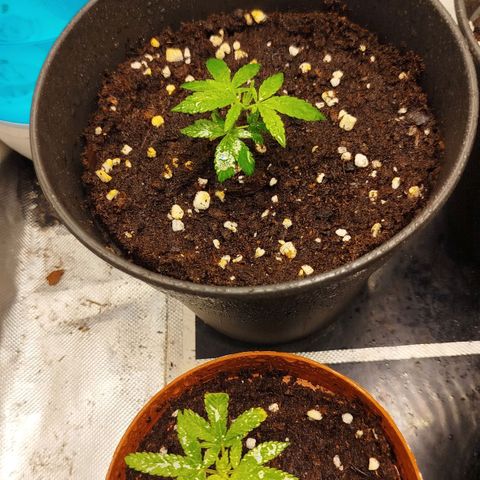 White widow & Bubble Gum  growlog timeline photo