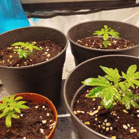 White widow & Bubble Gum  growlog timeline photo