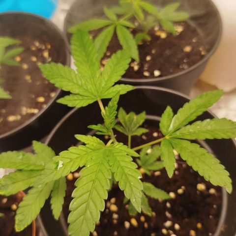 White widow & Bubble Gum  growlog timeline photo