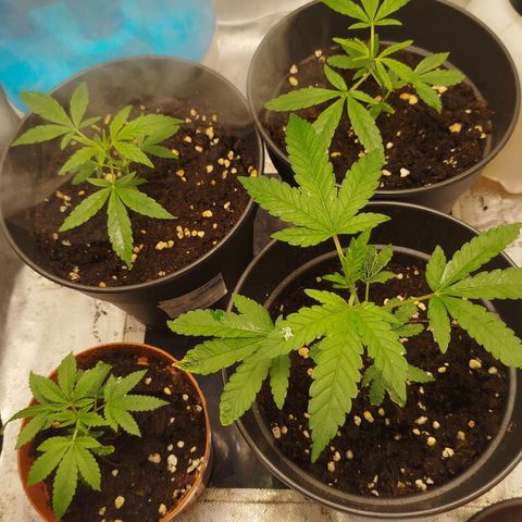 White widow & Bubble Gum  growlog timeline photo