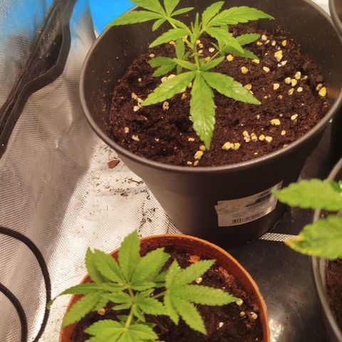 White widow & Bubble Gum  growlog timeline photo