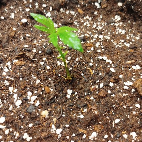 White widow & Bubble Gum  growlog timeline photo