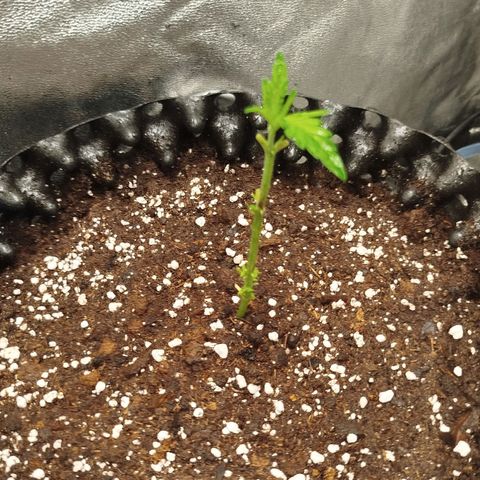 White widow & Bubble Gum  growlog timeline photo