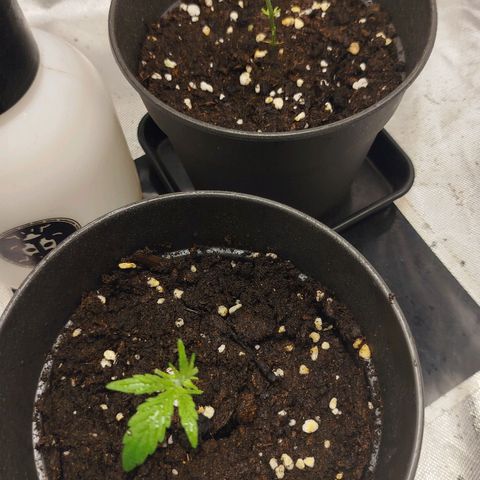 White widow & Bubble Gum  growlog timeline photo