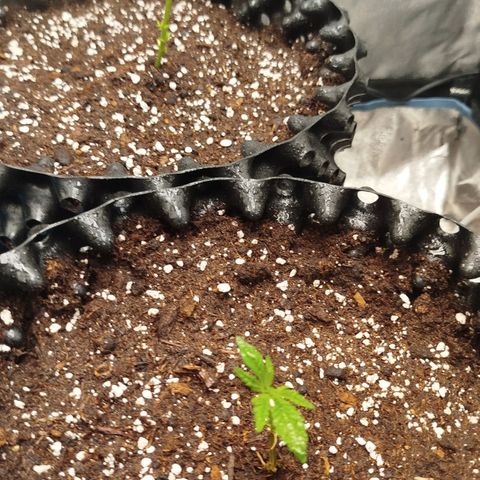 White widow & Bubble Gum  growlog timeline photo