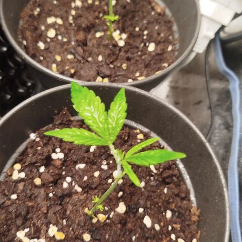 White widow & Bubble Gum  growlog timeline photo