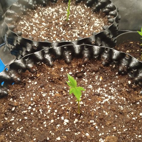 White widow & Bubble Gum  growlog timeline photo