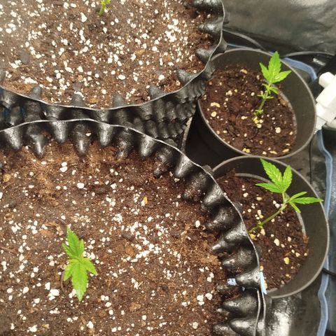 White widow & Bubble Gum  growlog timeline photo