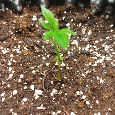White widow & Bubble Gum  growlog timeline photo