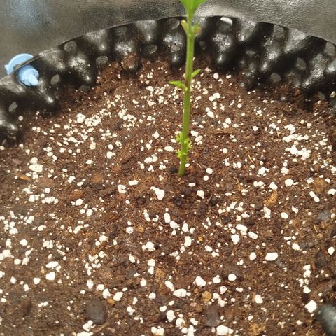 White widow & Bubble Gum  growlog timeline photo