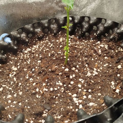 White widow & Bubble Gum  growlog timeline photo