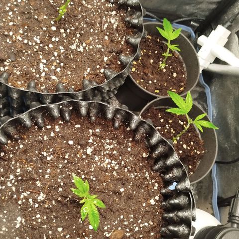 White widow & Bubble Gum  growlog timeline photo