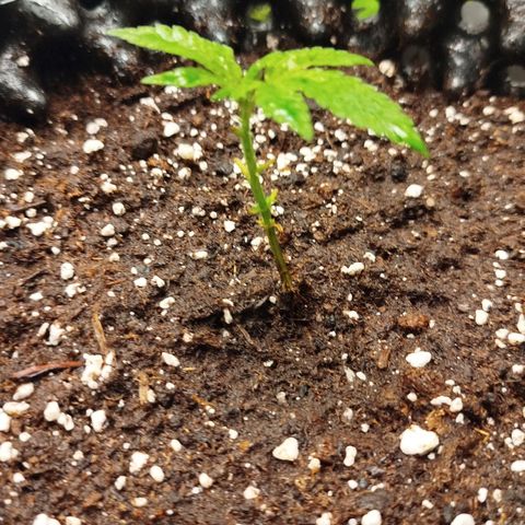 White widow & Bubble Gum  growlog timeline photo