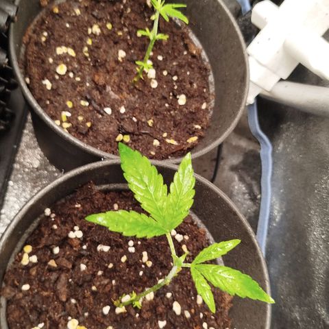 White widow & Bubble Gum  growlog timeline photo
