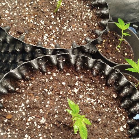 White widow & Bubble Gum  growlog timeline photo