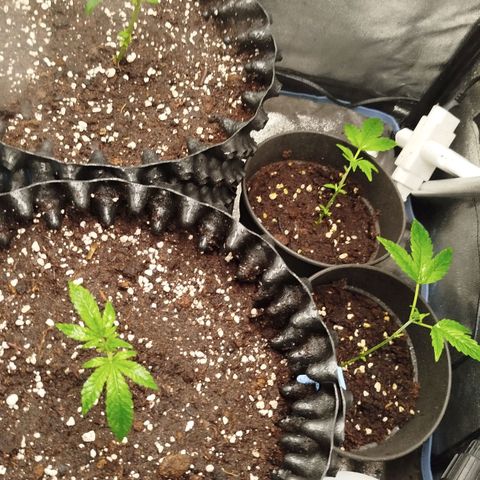 White widow & Bubble Gum  growlog timeline photo