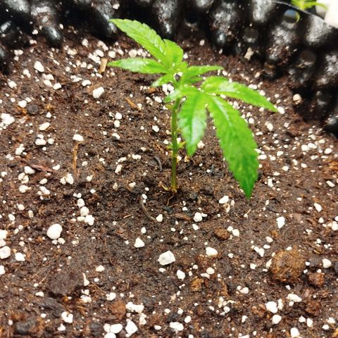 White widow & Bubble Gum  growlog timeline photo
